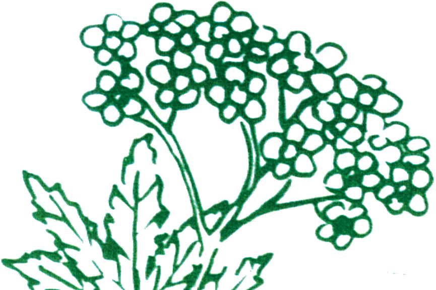Flora Apotheke